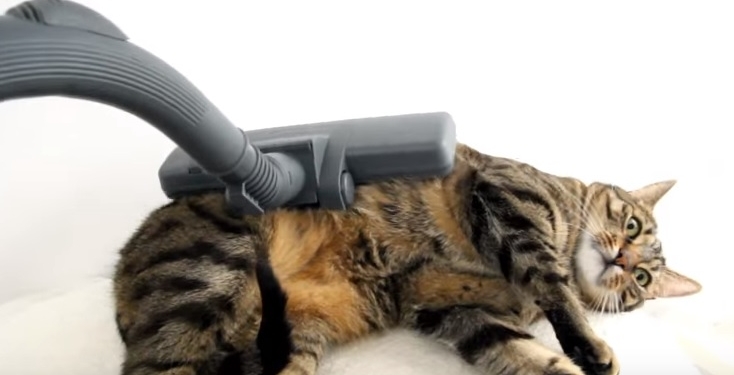 Нашлась кошка, которая не боится пылесоса и с удовольствием ложится под пылесосный массаж