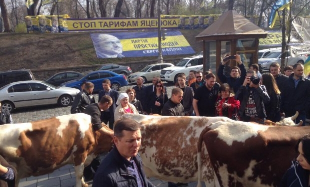 Ляшко согнал стадо коров в центр Киева