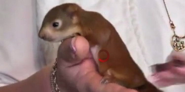 Полтавская кошка “по просьбе полицейских” усыновила бельчат. Кошку зовут Белка. Совпадение?