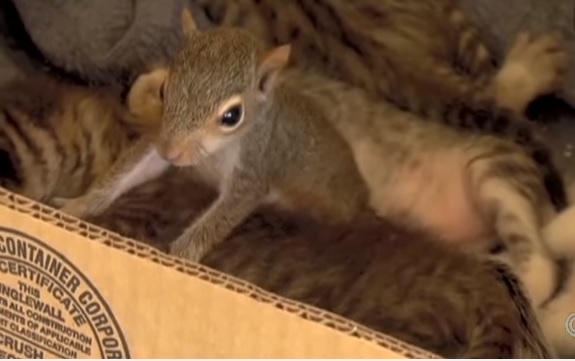 И так бывает. Кошка “усыновила” бельчонка. Всем хорошо