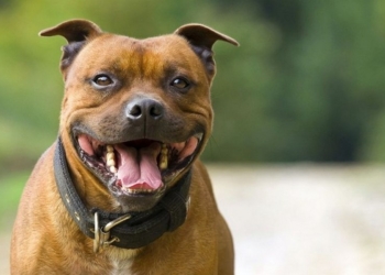В Запорожье стаффордиширский терьер загрыз хозяина