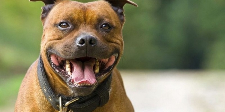 В Запорожье стаффордиширский терьер загрыз хозяина