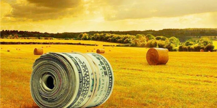 По рентабельности подсолнечнику  нет конкурентов в сельском хозяйстве Николаевской области