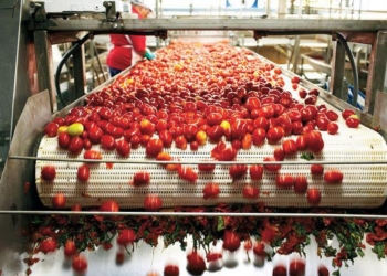 Agrofusion в Николаевской области строит уже третий завод по переработке томатов