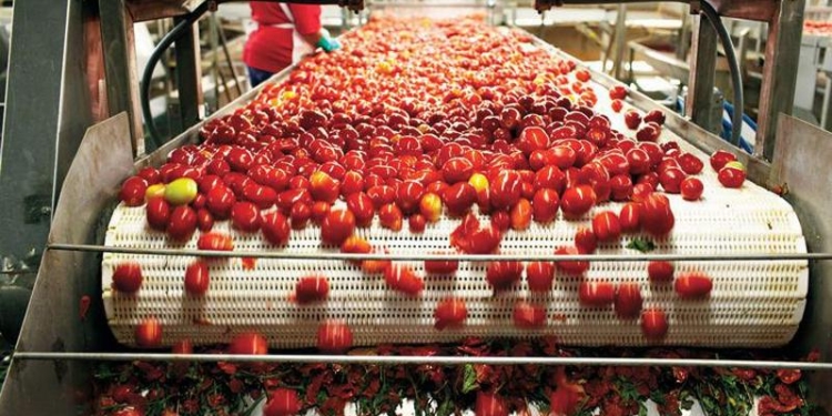 Agrofusion в Николаевской области строит уже третий завод по переработке томатов
