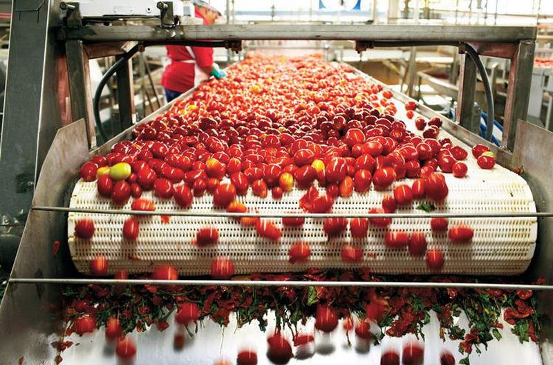 Agrofusion планирует ввести в эксплуатацию фабрику по производству томатного порошка 1