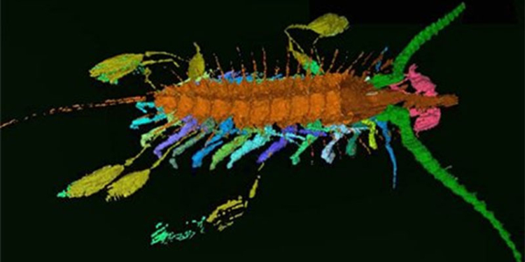 Ученые впервые нашли выращивающее детей на поводках животное