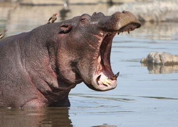 Как в Японии чистят зубы бегемотам. Звери в восторге