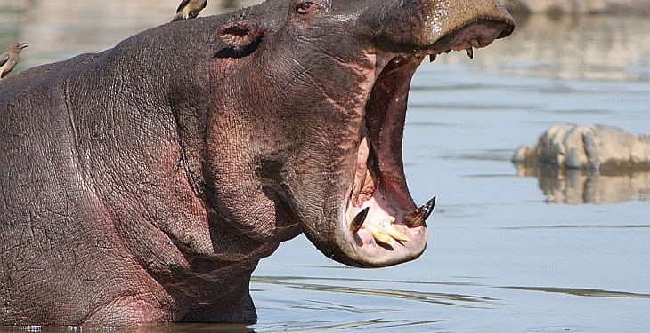 Как в Японии чистят зубы бегемотам. Звери в восторге