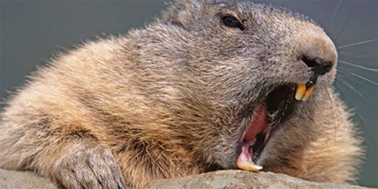 В Латвии бобер взял в плен мужчину