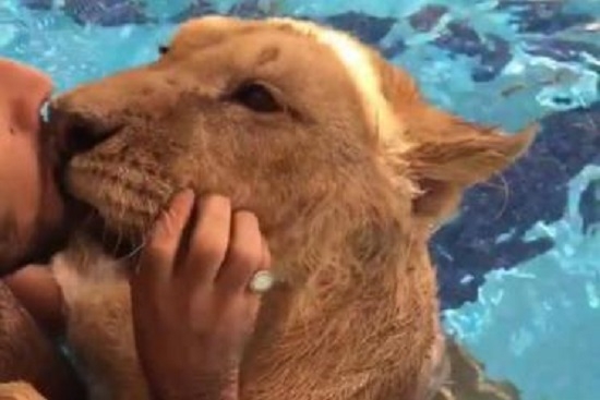 Самый ласковый лев живет в Румынии