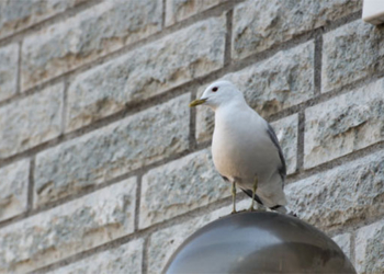 Плата за жадность: чайка пыталась обокрасть тунца и чуть не поплатилась за это жизнью