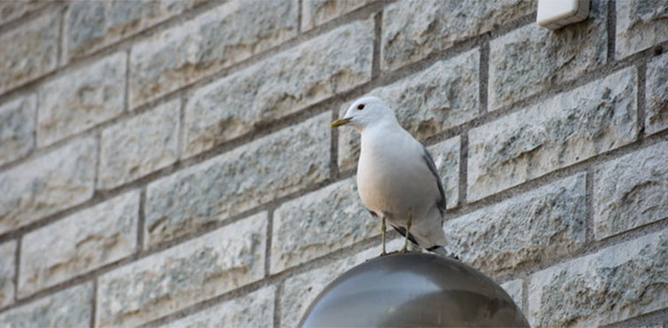 Плата за жадность: чайка пыталась обокрасть тунца и чуть не поплатилась за это жизнью