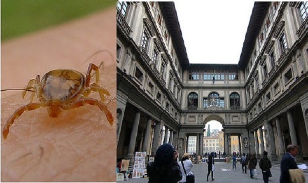 Голуби-диверсанты: самый известный итальянский музей атаковали клещи. Два человека госпитализированы