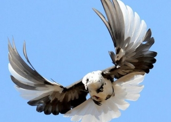 Не из Николаева ли везли? На границе с Россией задержали двух украинцев с 85 голубями породы «Николаевский высоколетный»