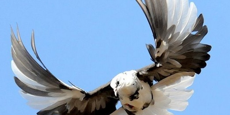 Не из Николаева ли везли? На границе с Россией задержали двух украинцев с 85 голубями породы «Николаевский высоколетный»