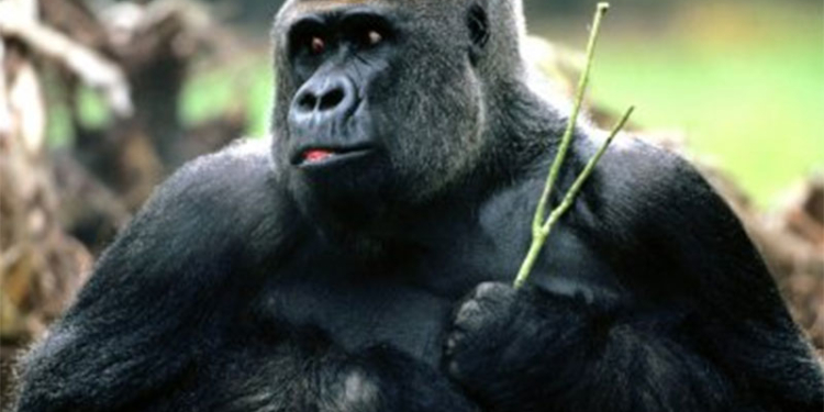 Горилла-балерина из британского зоопарка стала звездой Интернета