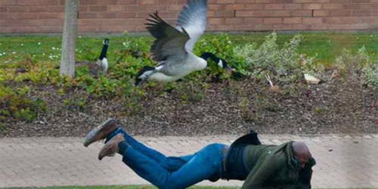 Гуси перегородили путь мужчине, чтобы снять своих птенцов с крыши