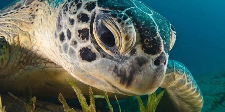 Заболевшую морскую черепаху лечат в барокамере, чтобы вернуть плавучесть
