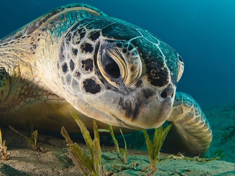 Заболевшую морскую черепаху лечат в барокамере, чтобы вернуть плавучесть 1