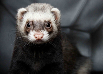 Большой адронный коллайдер вывел из строя хорек