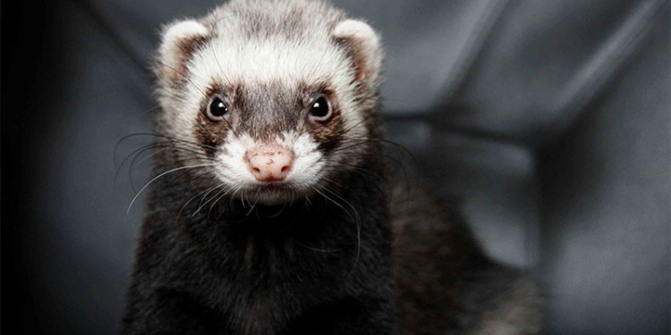 Большой адронный коллайдер вывел из строя хорек