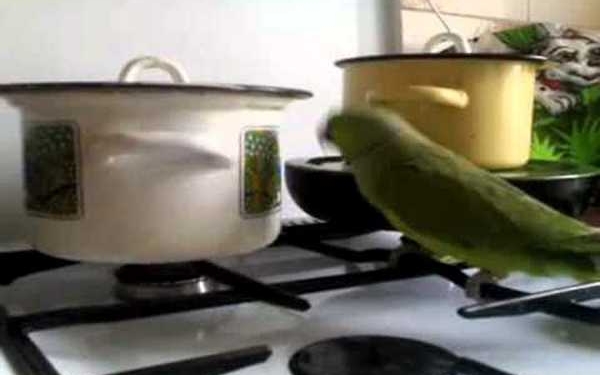 Попугай отбарабанил на кастрюле настоящий рок