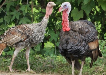 Дикие индейки атакуют почтальонов в США. Власть ищет гуманные методы борьбы