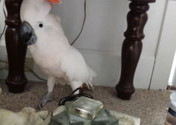 В храме Гроба Господня в Иерусалиме сошел Благодатный Огонь