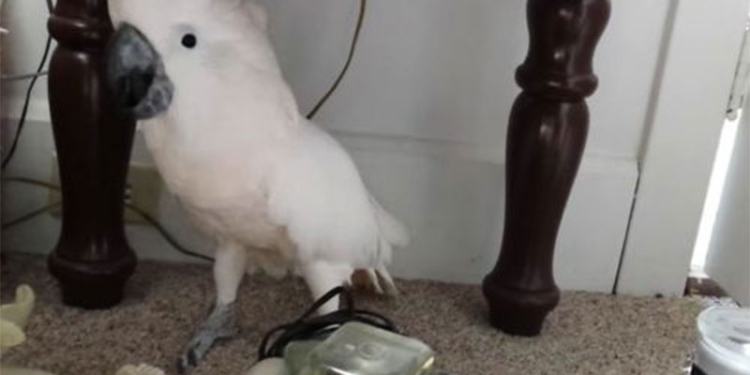 В храме Гроба Господня в Иерусалиме сошел Благодатный Огонь