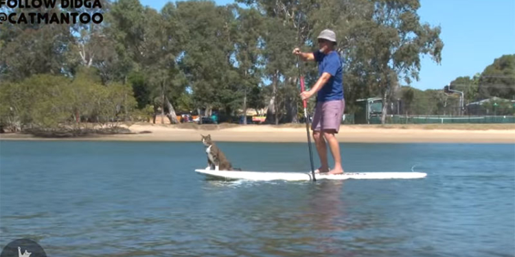 Из подобранного котенка выросла знаменитость: Джиджи катается на скейте и серфере, и, похоже, вообще ничего не боится