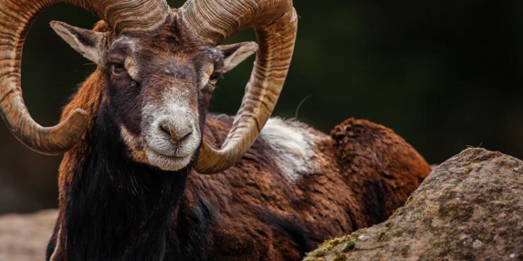 В Греции спасали козла, повисшего на линии электропередач