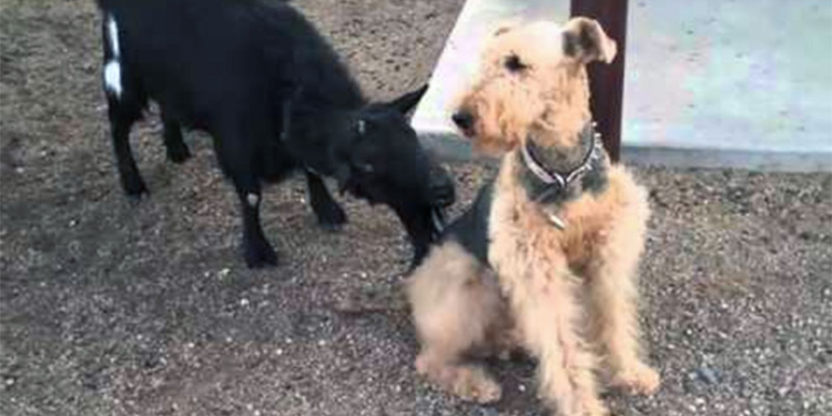 Эрдельтерьер показал пример, как нужно реагировать на приставание козлов