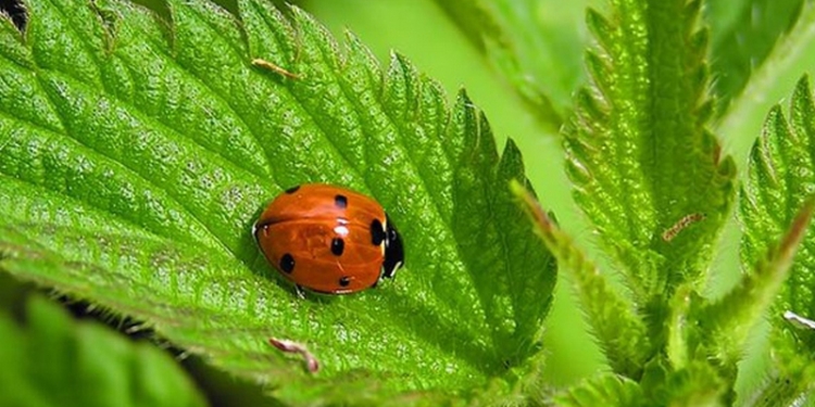 Житомирский фермер специализируется на выращивании крапивы