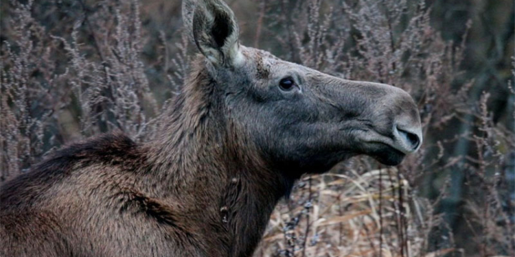 Канадец снял ролик о том, как лось пришел к людям смотреть телевизор