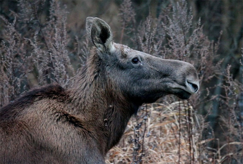 Канадец снял ролик о том, как лось пришел к людям смотреть телевизор 1