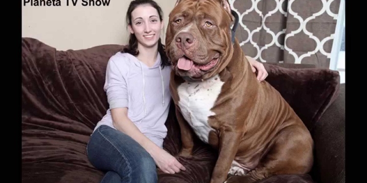 Огромный питбуль – лучшая няня для ребенка. Но щенок от такого папы стоит, как хорошая машина