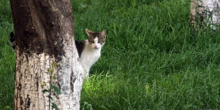Кандидат в мэры Рима пообещал завезти в город полмиллиона кошек из Азии – уничтожать крыс