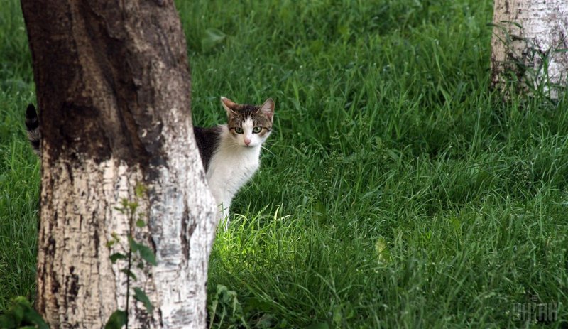 Кандидат в мэры Рима пообещал завезти в город полмиллиона кошек из Азии – уничтожать крыс 1