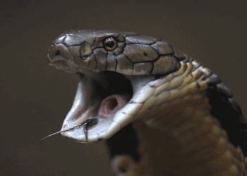 Певица умерла на сцене после укуса кобры