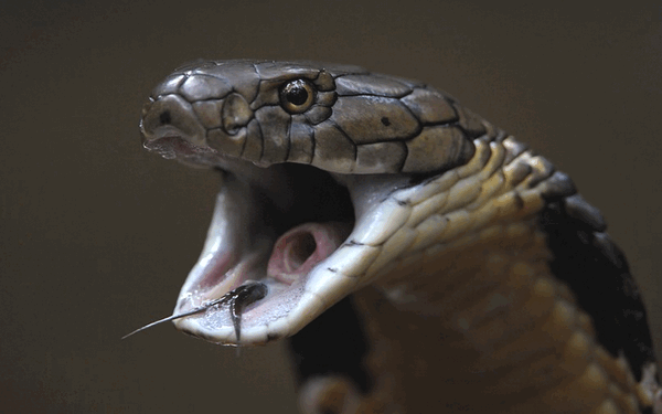 Певица умерла на сцене после укуса кобры