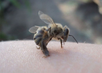 Видеоролик с пчелой-гвоздодером бьет рекорды просмотра