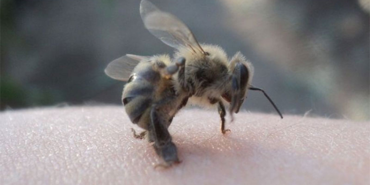 Видеоролик с пчелой-гвоздодером бьет рекорды просмотра