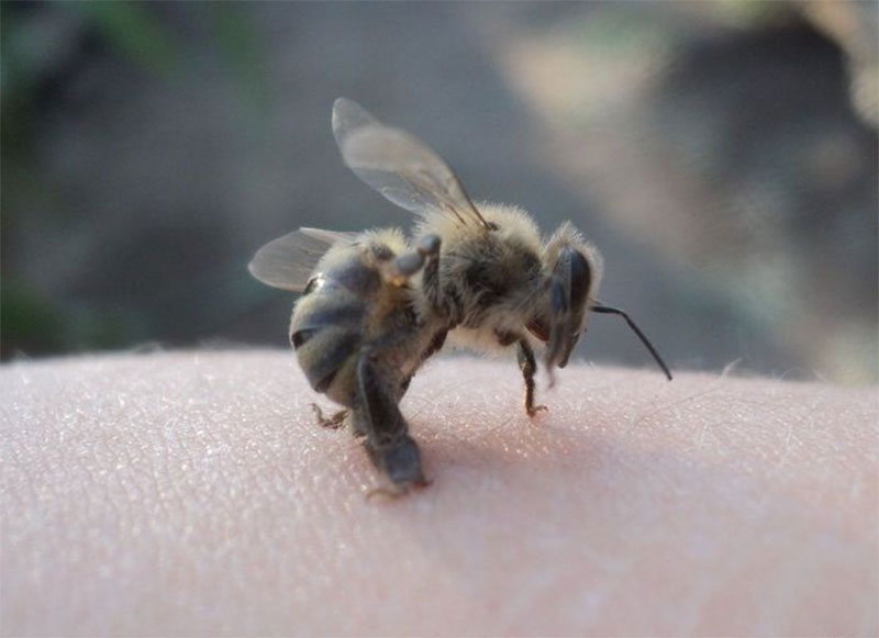 В Харьковской области мужчина умер после укуса пчелы 1