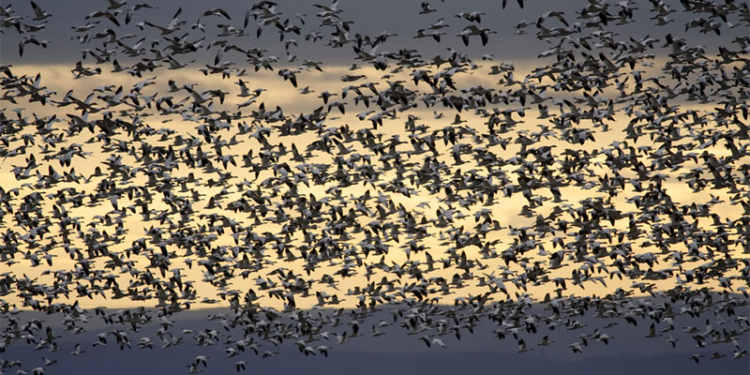 Аэропорт Дюссельдорфа начали защищать от птиц роботы-соколы