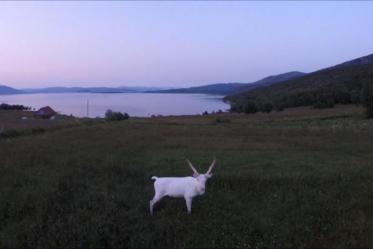 В сети появилось видео с уникальным явлением природы – оленем-альбиносом