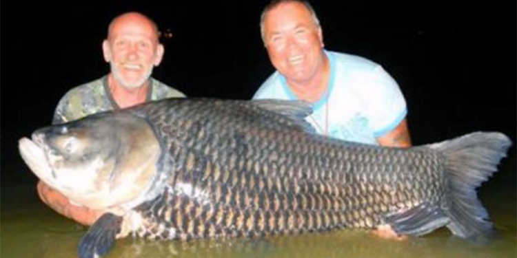 Британские пенсионеры поймали гигантского карпа на наживку, сделанную из праха покойного друга