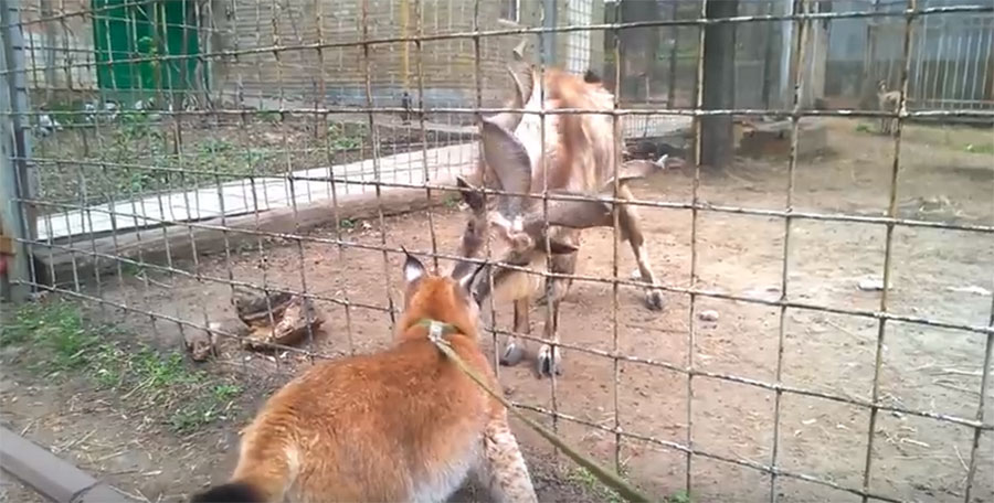 В Харьковском зоопарке подружились рысь и винторогий козел 1