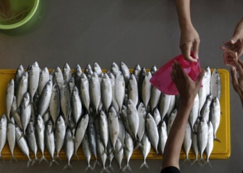 Для запуска рыбного патруля по всей Украине нужно 200 млн.грн.