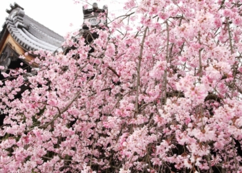 Сакура в цвету. Японцы бросили все и пошли смотреть